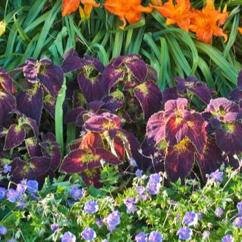 Solenostemon scutellarioides 'Dipt in Wine' - Coleus from Hillcrest Nursery