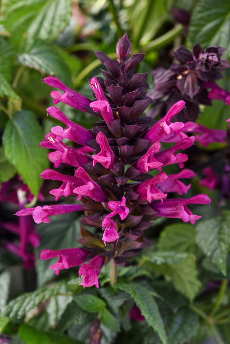 Salvia guaranitica 'Plum Crazy' - Sage - Photo Credit From Ball Horticultural Company