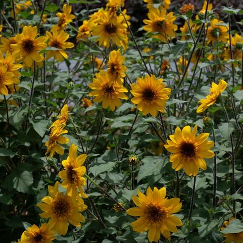 Helianthus annuus Sunfinity 'Double Yellow' - Sunflower from Hillcrest Nursery