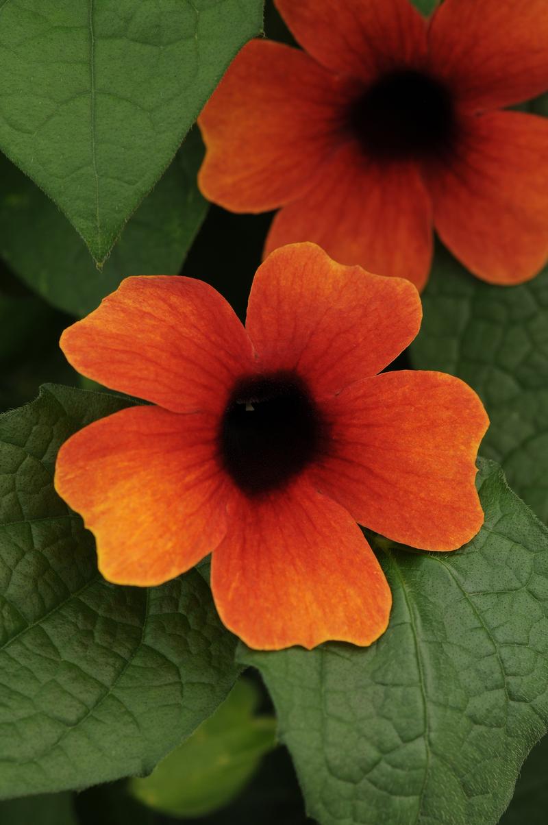 Thunbergia alata Sunny Arizona 'Glow (w/trellis)' - Thunbergia - Photo Credit From Ball Horticultural Company