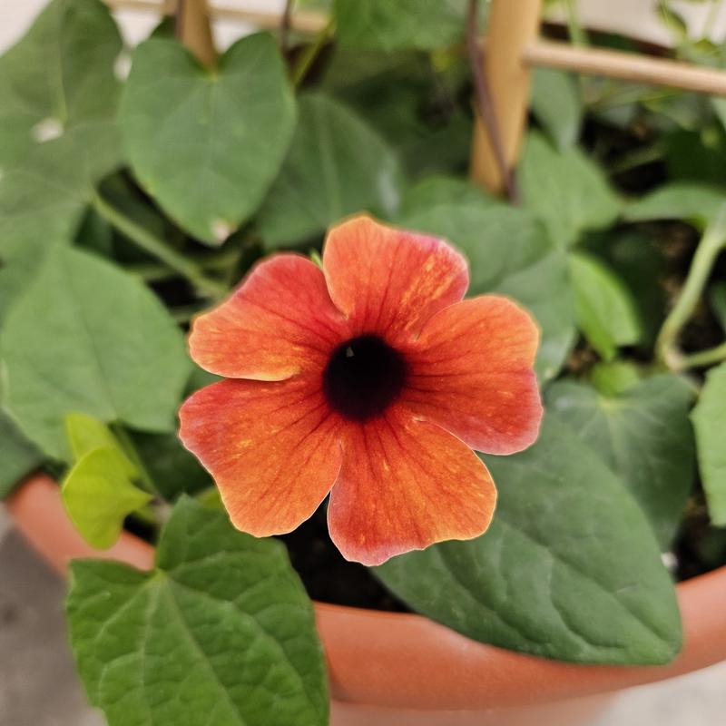 Thunbergia alata Tower Power 'Red (w/trellis)' - Thunbergia from Hillcrest Nursery