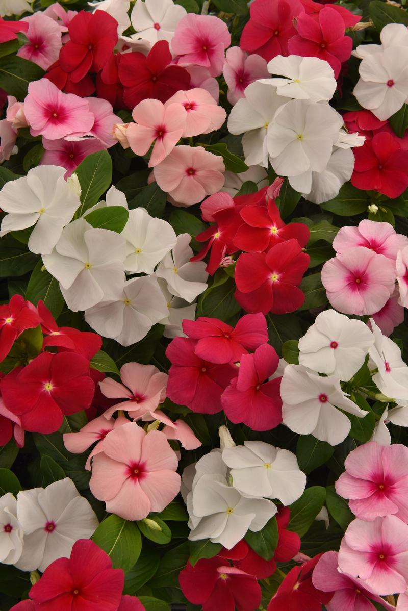 Catharanthus roseus Titan-ium 'Mix' - Vinca - Photo Credit From Ball Horticultural Company