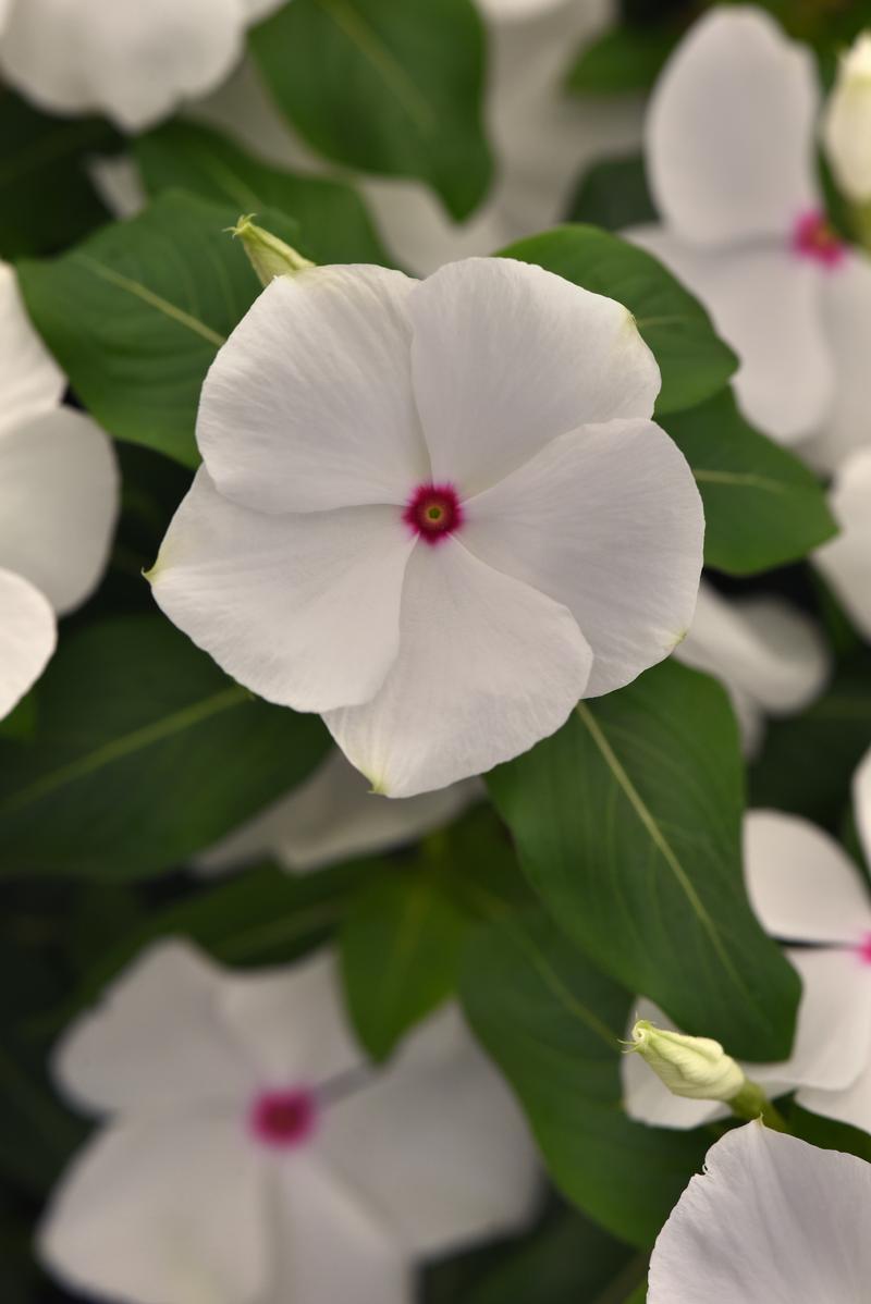 Catharanthus roseus Titan-ium 'Polka Dot' - Vinca - Photo Credit From Ball Horticultural Company