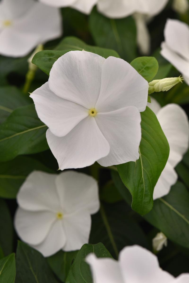 Catharanthus roseus Titan-ium 'Pure White' - Vinca - Photo Credit From Ball Horticultural Company