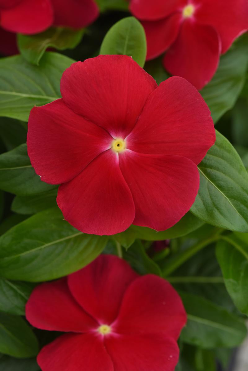 Catharanthus roseus Titan-ium 'Really Red' - Vinca - Photo Credit From Ball Horticultural Company