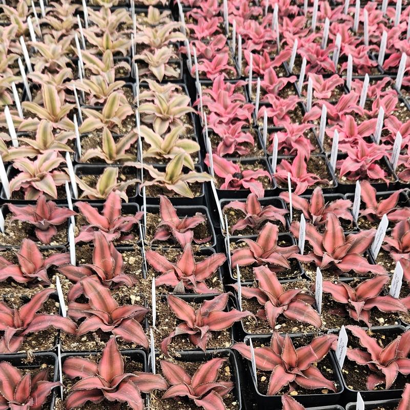 Cryptanthus 'Assorted Flat' - Earth Star from Hillcrest Nursery