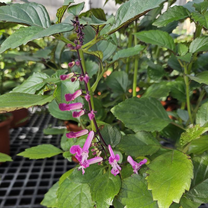 Plectranthus Mona 'Magenta' - Plectranthus Mona Magenta from Hillcrest Nursery