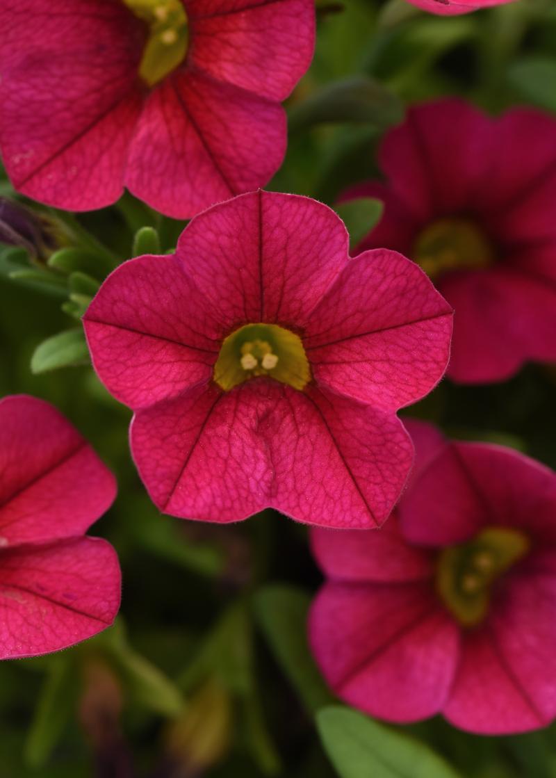 Calibrachoa Conga 'Cherry' - Million Bells from Ball Horticultural Company