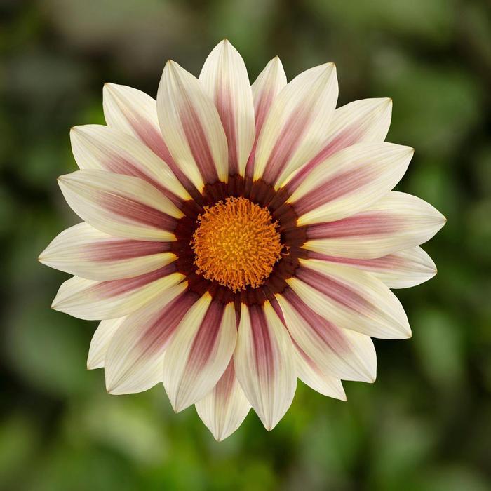 Gazania splendens Kiss 'White Flame' - Treasure Flower from Hillcrest Nursery