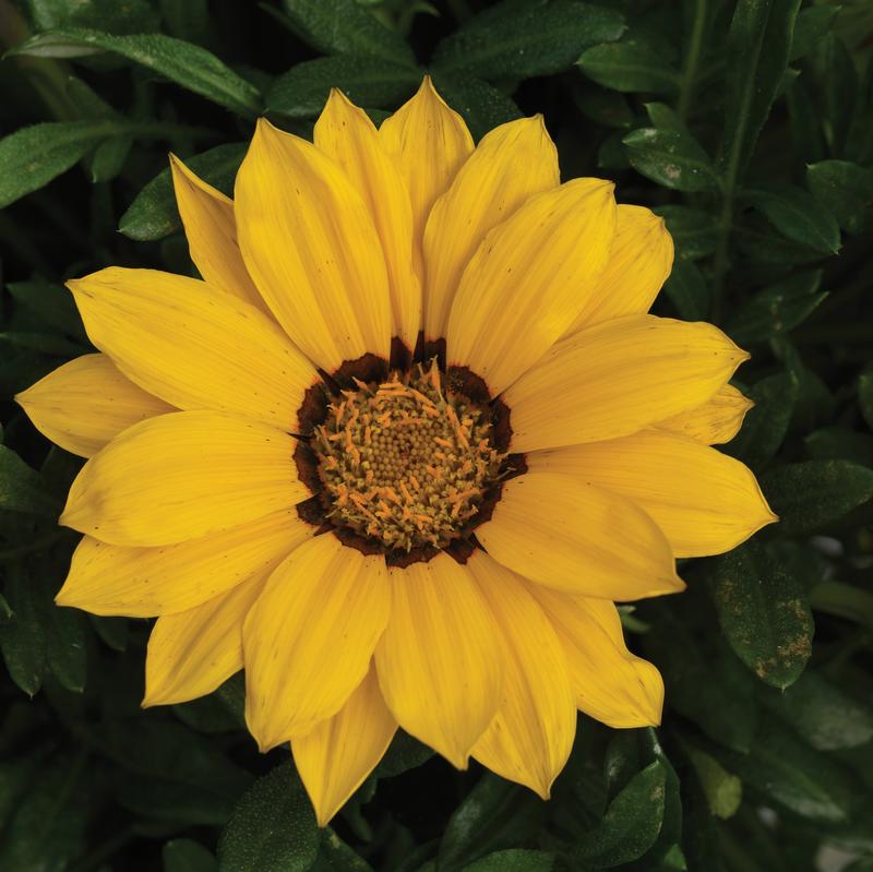 Gazania splendens Kiss 'Yellow' - Treasure Flower from Ball Horticultural Company