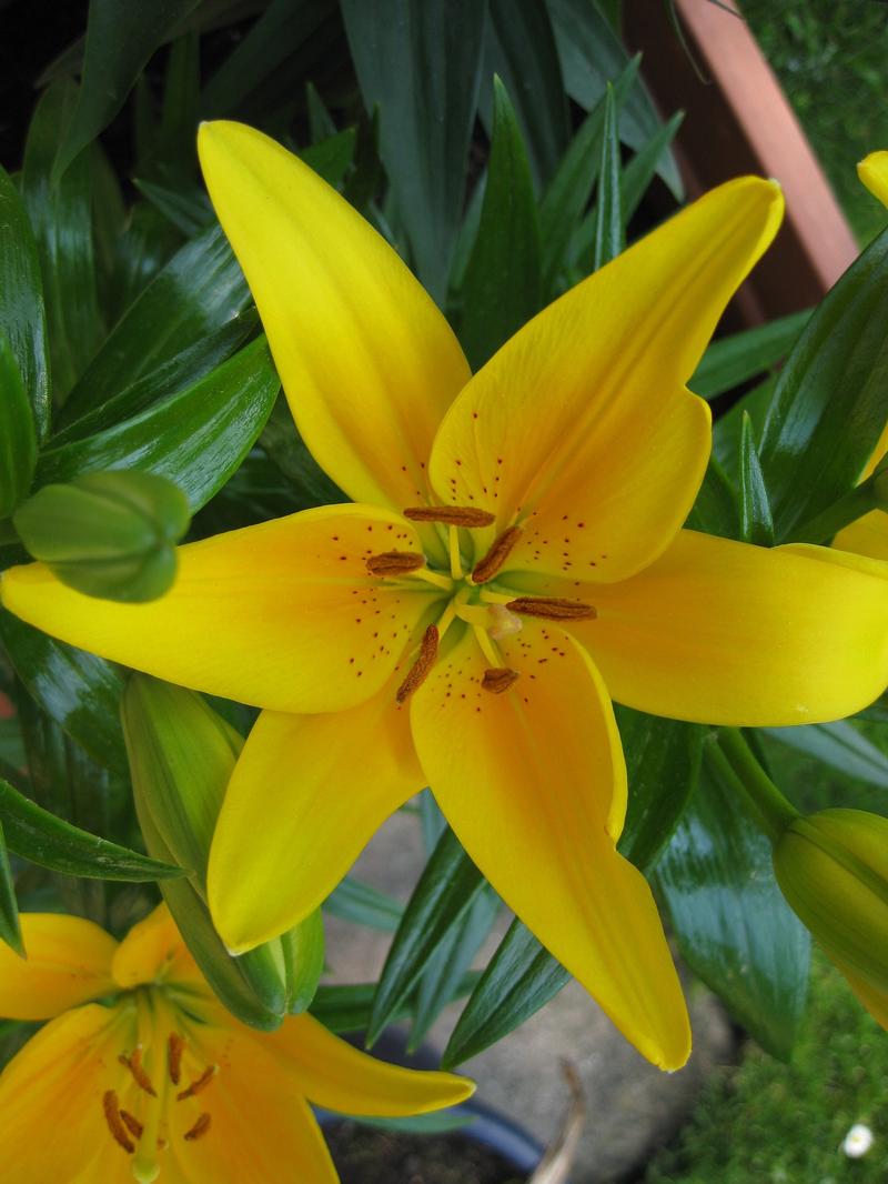 Lilium Tiny 'Bee' - Lily from Ball Horticultural Company