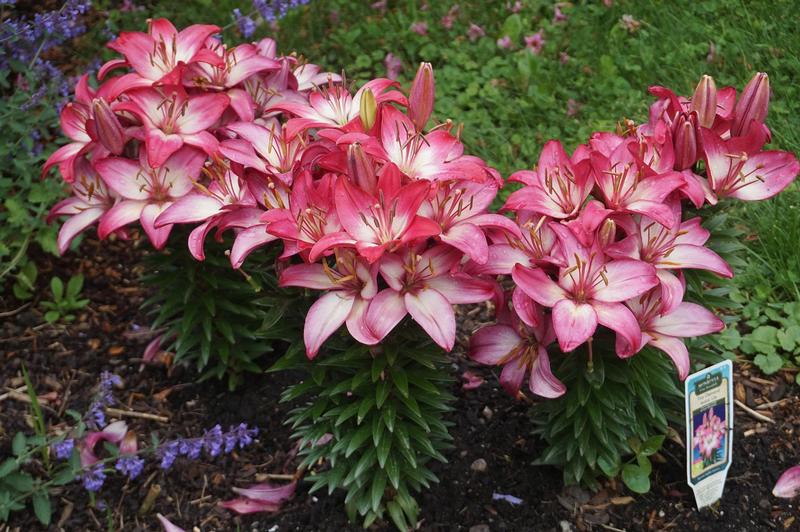 Lilium Tiny 'Diamond' - Lily from Ball Horticultural Company