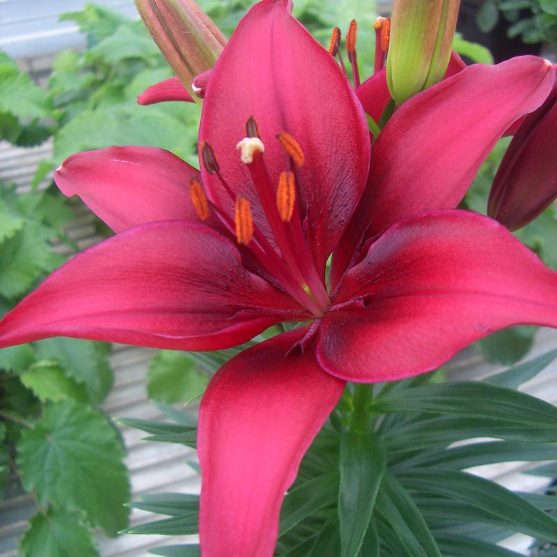 Lilium Tiny 'Ghost' - Lily from Hillcrest Nursery