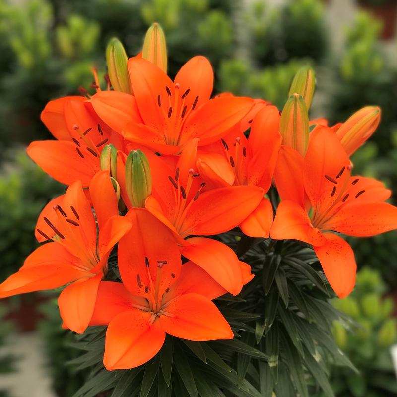 Lilium Tiny 'Heroes' - Lily from Hillcrest Nursery