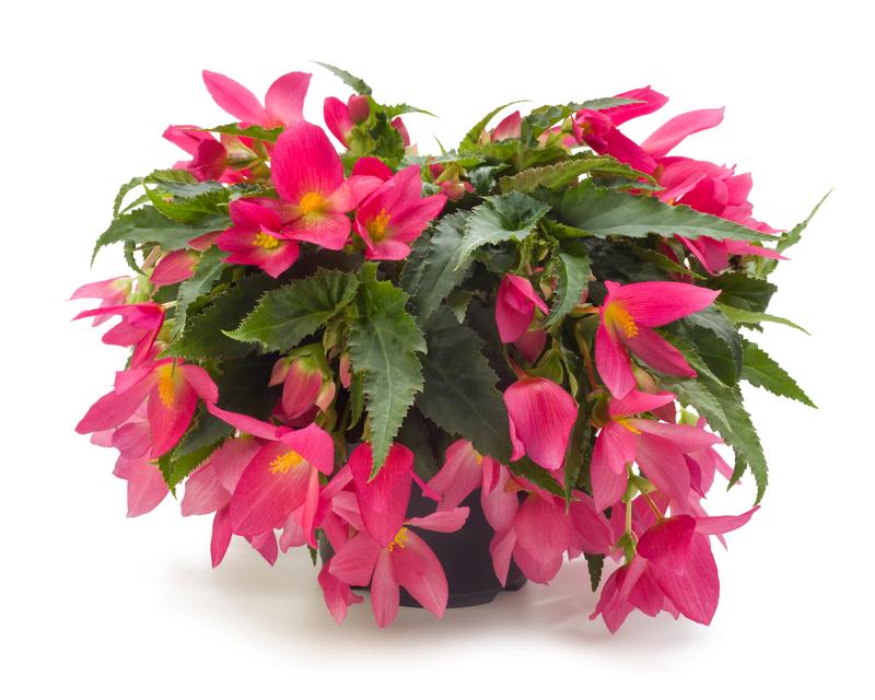 Begonia boliviensis Beauvillia 'Hot Pink' - Begonia - Photo courtesy of Ball Horticultural Company