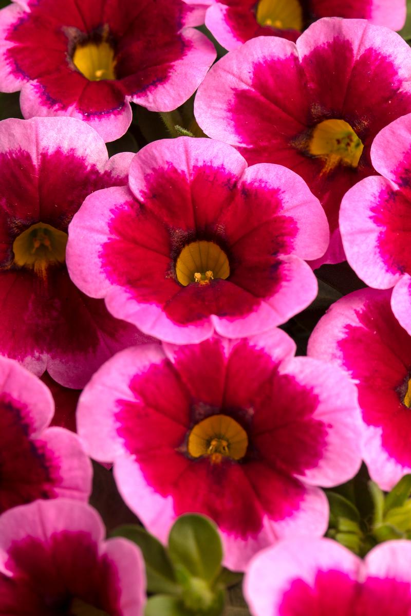 Calibrachoa x hybrida Caliloco 'Frankenberry' - Million Bells - Photo courtesy of Ball Horticultural Company