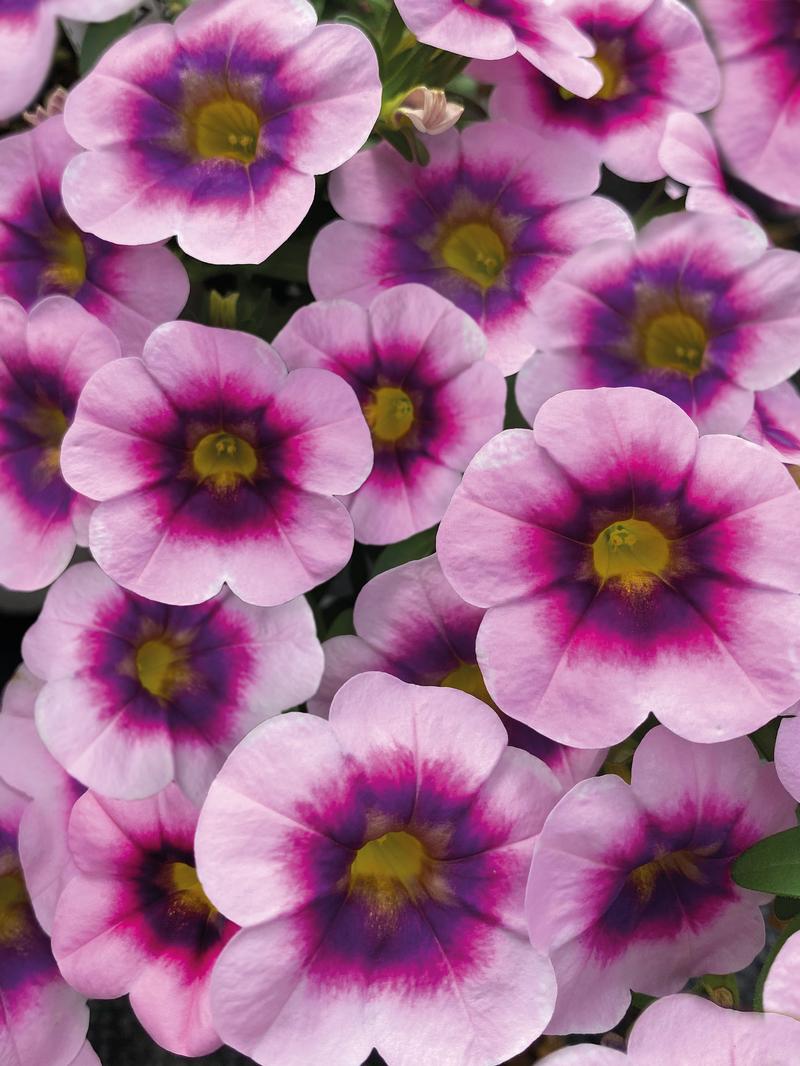 Calibrachoa x hybrida Caliloco 'Illusion' - Million Bells - Photo courtesy of Ball Horticultural Company