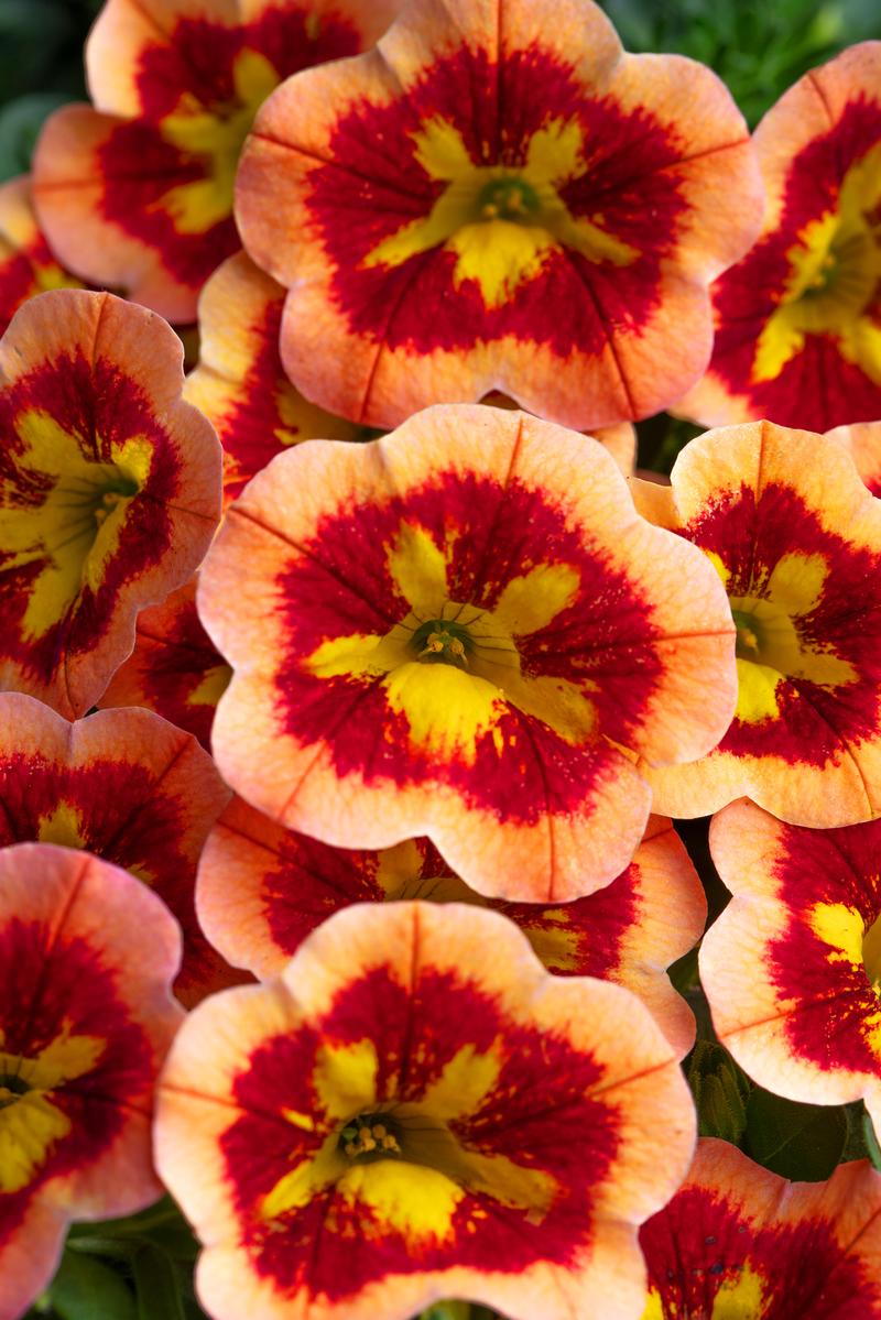 Calibrachoa x hybrida Caliloco 'Spicy Honey' - Million Bells - Photo courtesy of Ball Horticultural Company