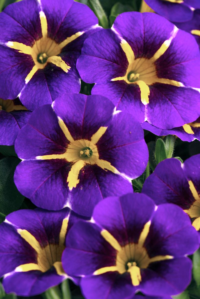 Calibrachoa x hybrida Caliloco Starfire 'Blue' - Million Bells - Photo courtesy of Ball Horticultural Company