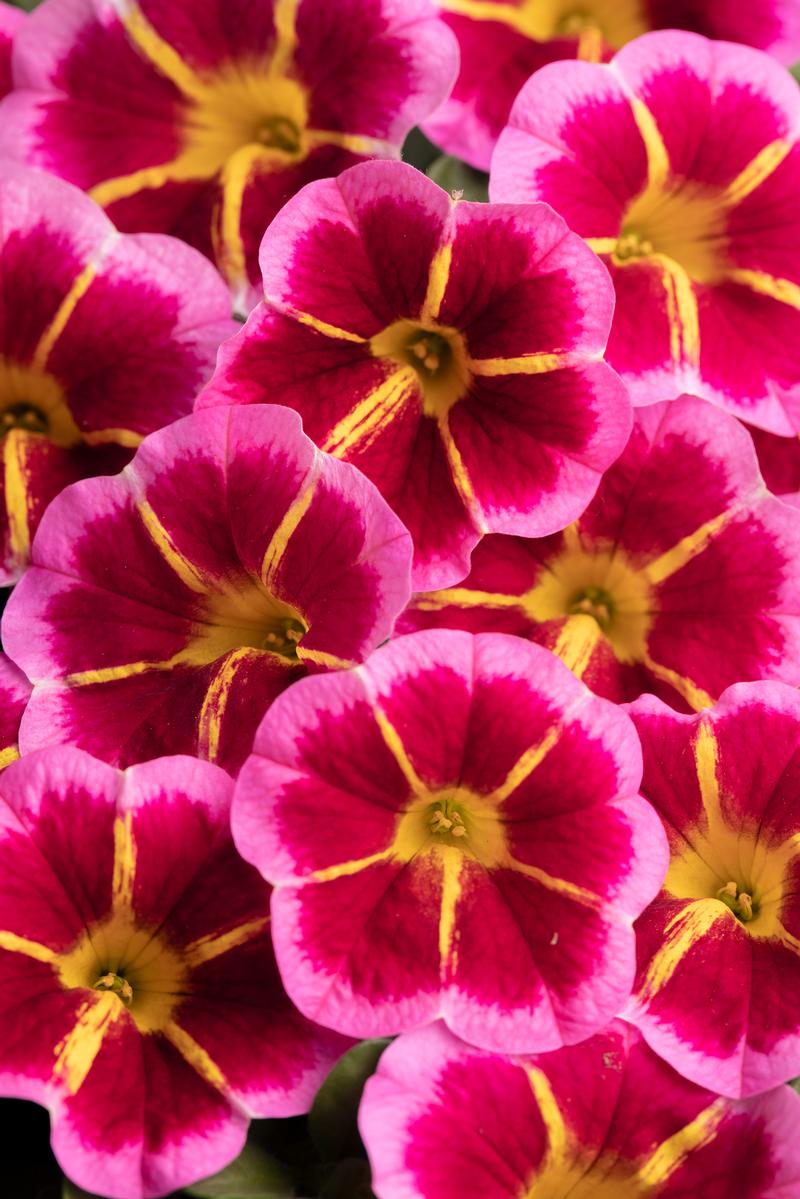 Calibrachoa x hybrida Caliloco Starfire 'Rose' - Million Bells - Photo courtesy of Ball Horticultural Company