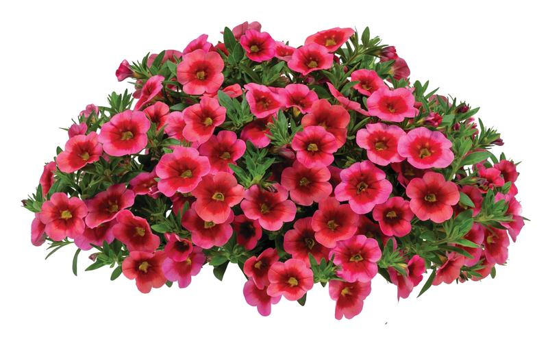 Calibrachoa Hula 'Strawberry' - Million Bells - Photo courtesy of Ball Horticultural Company