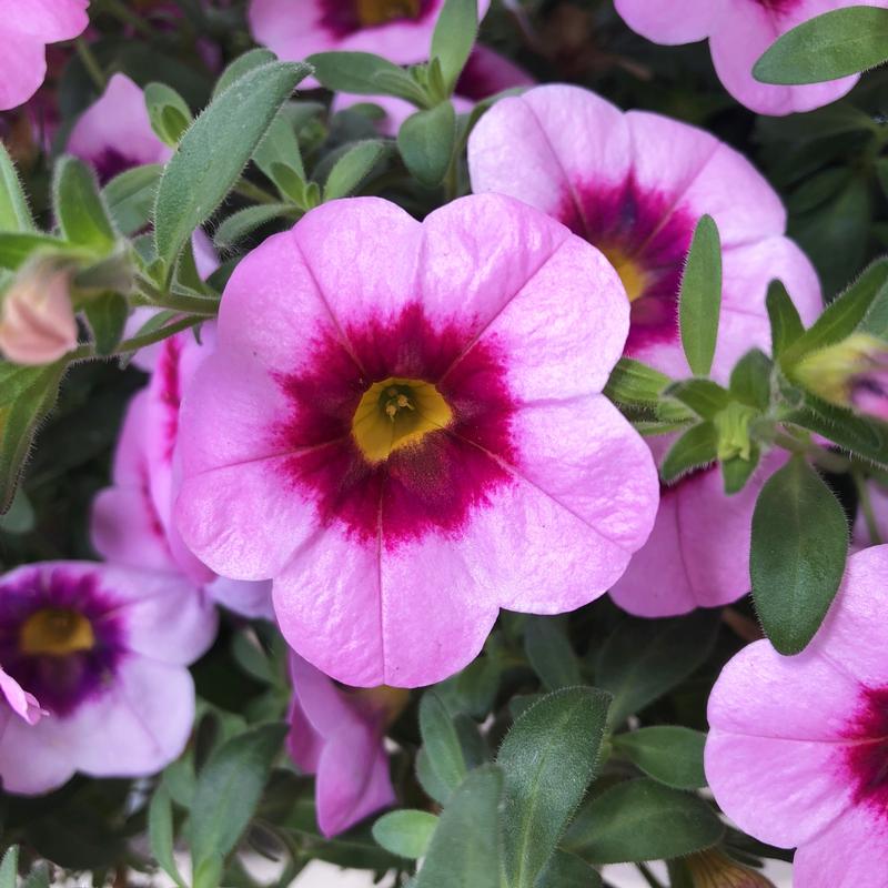 Calibrachoa Hula 'Tiki Pink' - Million Bells from Hillcrest Nursery