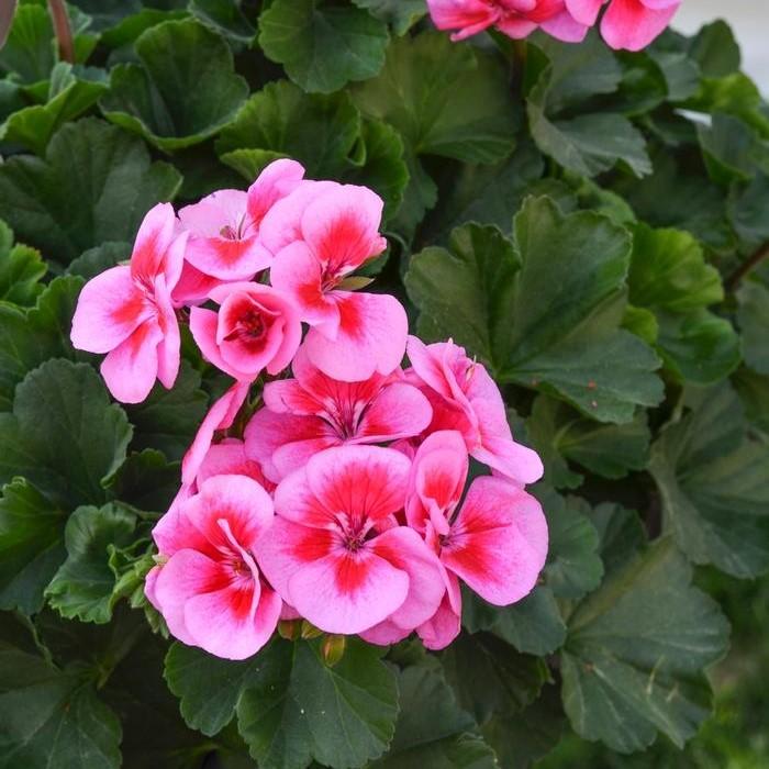 Pelargonium interspecific Sarita 'Lilac Splash' - Geranium from Hillcrest Nursery