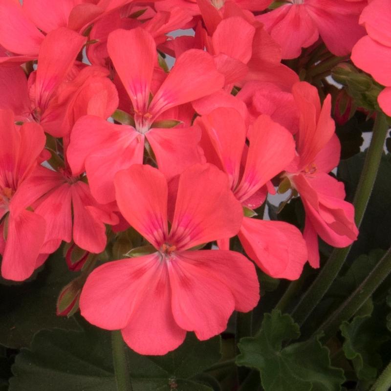 Pelargonium interspecific Salsarita 'Salmon Pink' - Geranium - Photo courtesy of Ball Horticultural Company