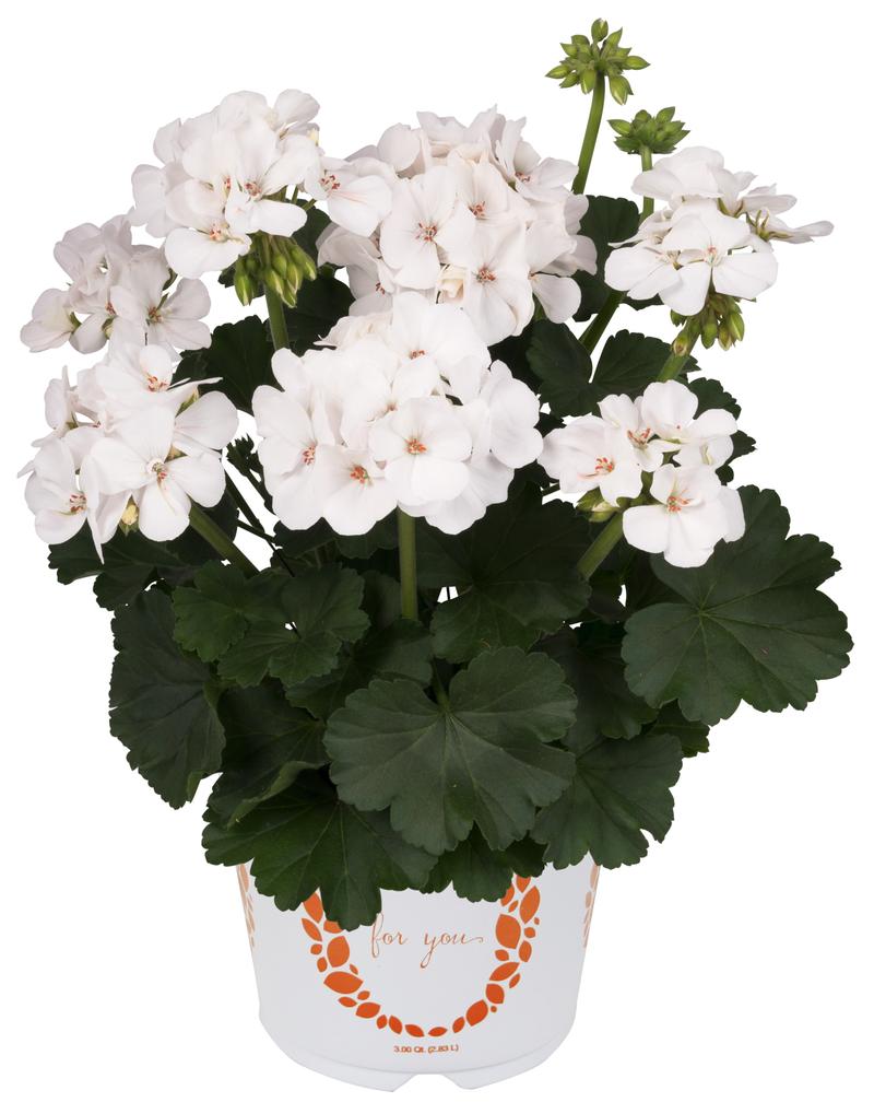 Geranium Pelargonium interspecific White from Hillcrest Nursery