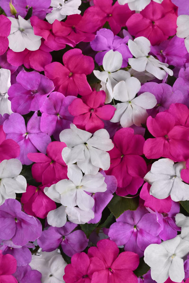 Impatiens walleriana Beacon 'Chicago Mix' - Impatiens from - Photo courtesy of Ball Horticultural Company