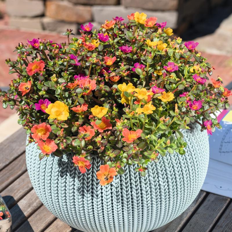 Portulaca Cupcake 'Smarty Party' - Portulaca from Hillcrest Nursery