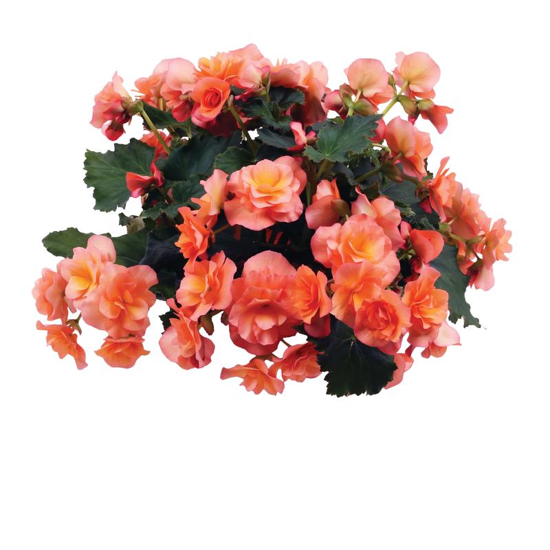 Begonia x hiemalis Solenia 'Apricot' - Begonia from Hillcrest Nursery