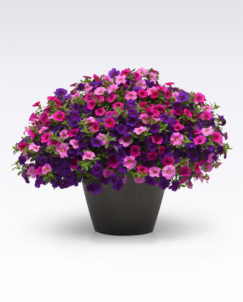 Combo Pot Mix Masters 'Sweet Melody' - Combo - Mix Masters - Photo courtesy of Ball Horticultural Company