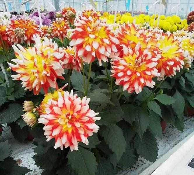 Dahlia Hypnotica 'Candy Corn' - Dahlia - Photo courtesy of Ball Horticultural Company