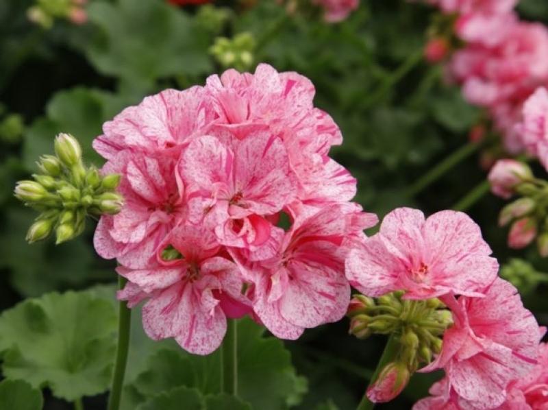 Pelargonium hortorum Big Ezee 'Pink Batik' - Geranium - Photo courtesy of Ball Horticultural Company