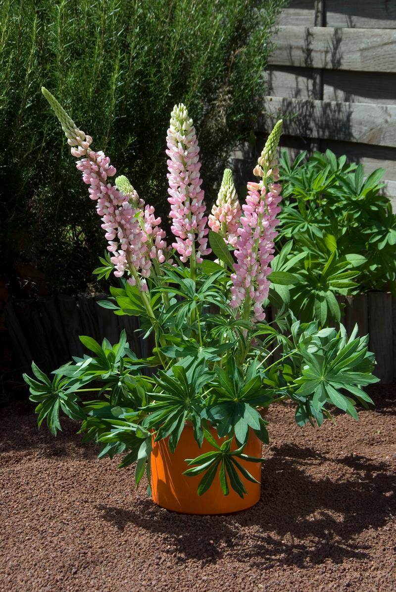 Lupinus polyphyllus Mini Gallery 'Pink' - Lupine - Photo courtesy of Ball Horticultural Company