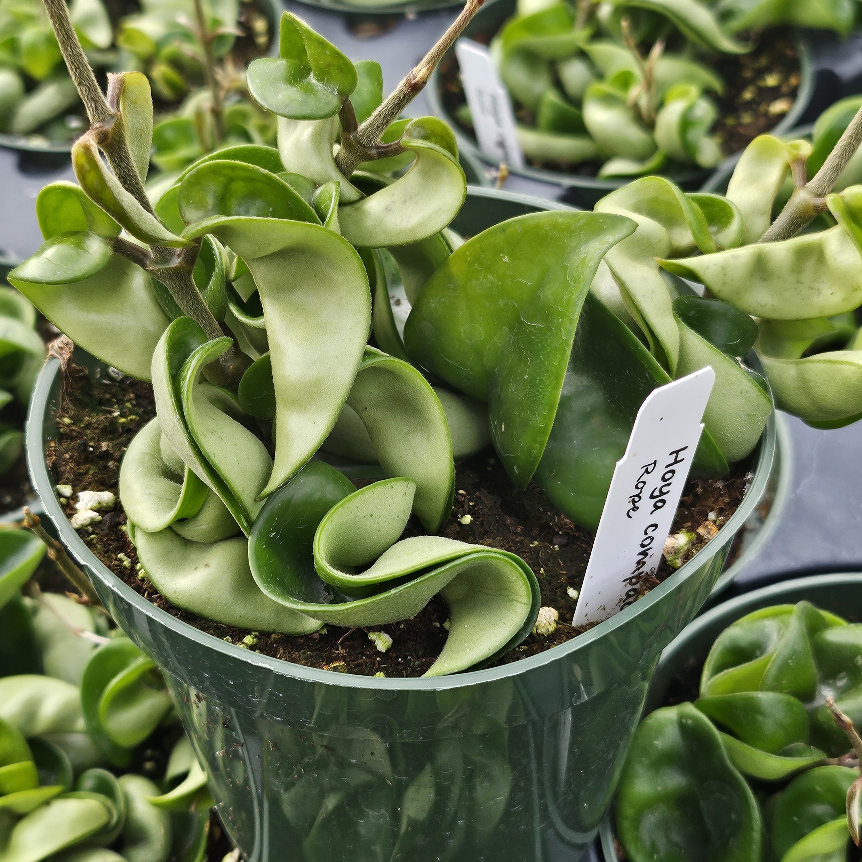 Hoya compactica 'Rope' - Hoya from Hillcrest Nursery