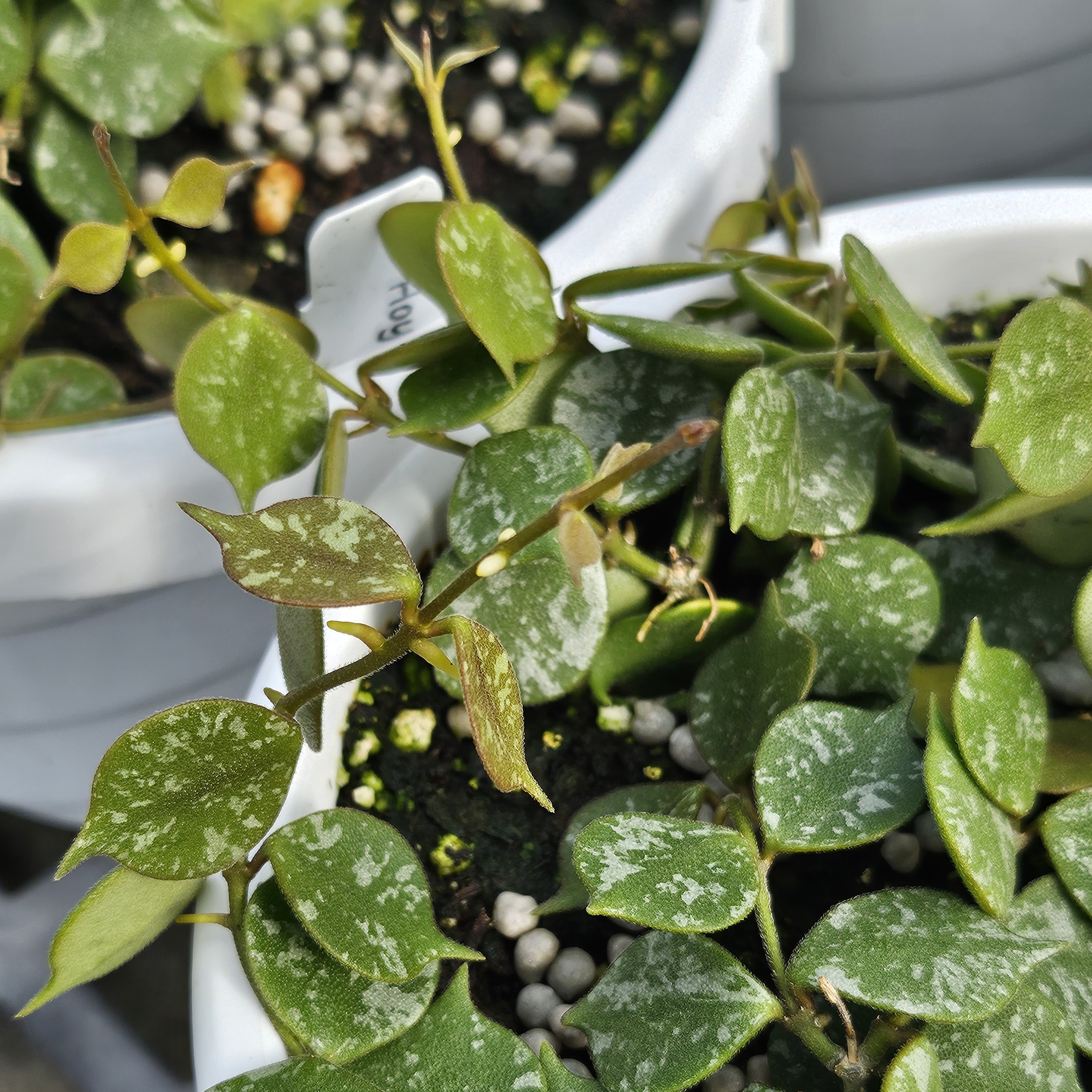 Hoya curtisii - Hoya from Hillcrest Nursery