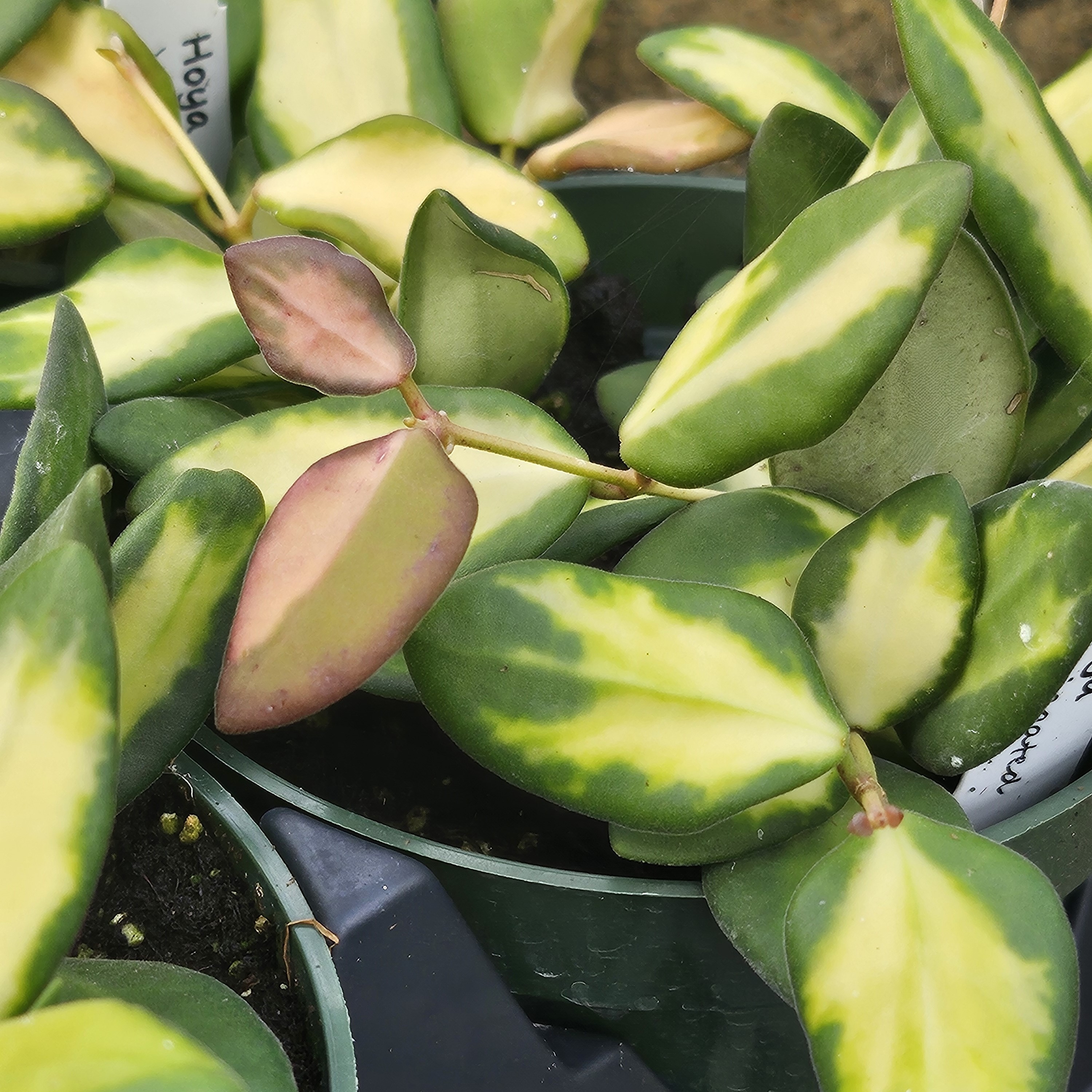 Hoya 'Variegated' - Hoya from Hillcrest Nursery