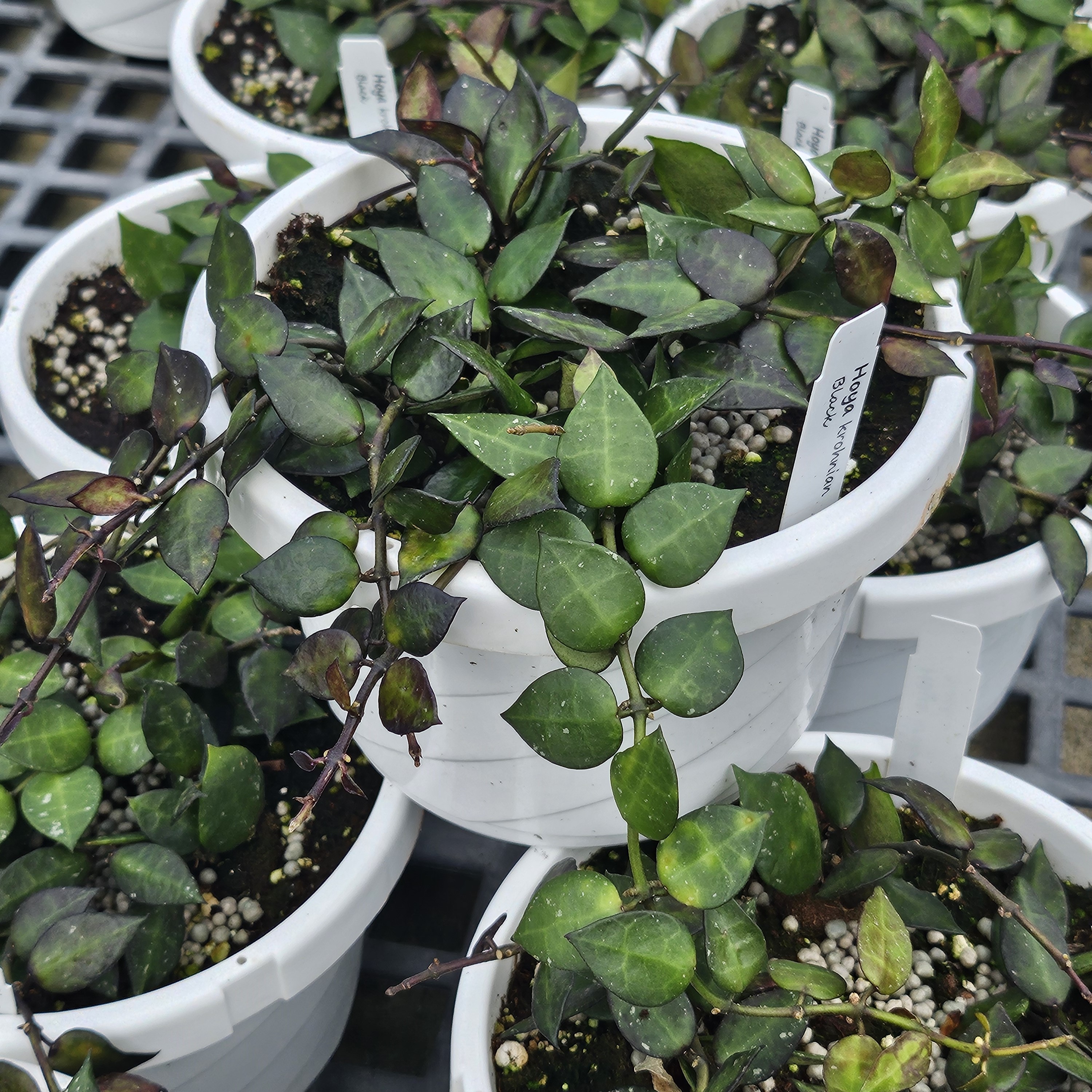 Hoya krohniana 'Black' - Hoya from Hillcrest Nursery