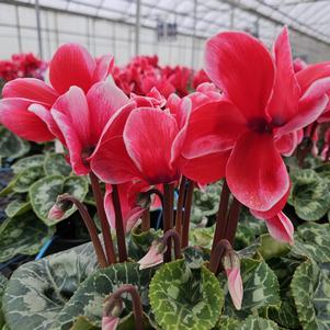 Cyclamen 'Red Satisfaction' - Cyclamen from Hillcrest Nursery