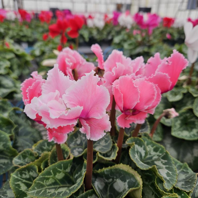 Cyclamen 'Curly Mix' - Cyclamen from Hillcrest Nursery