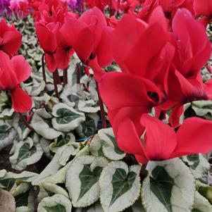 Cyclamen 'Red' - Cyclamen from Hillcrest Nursery