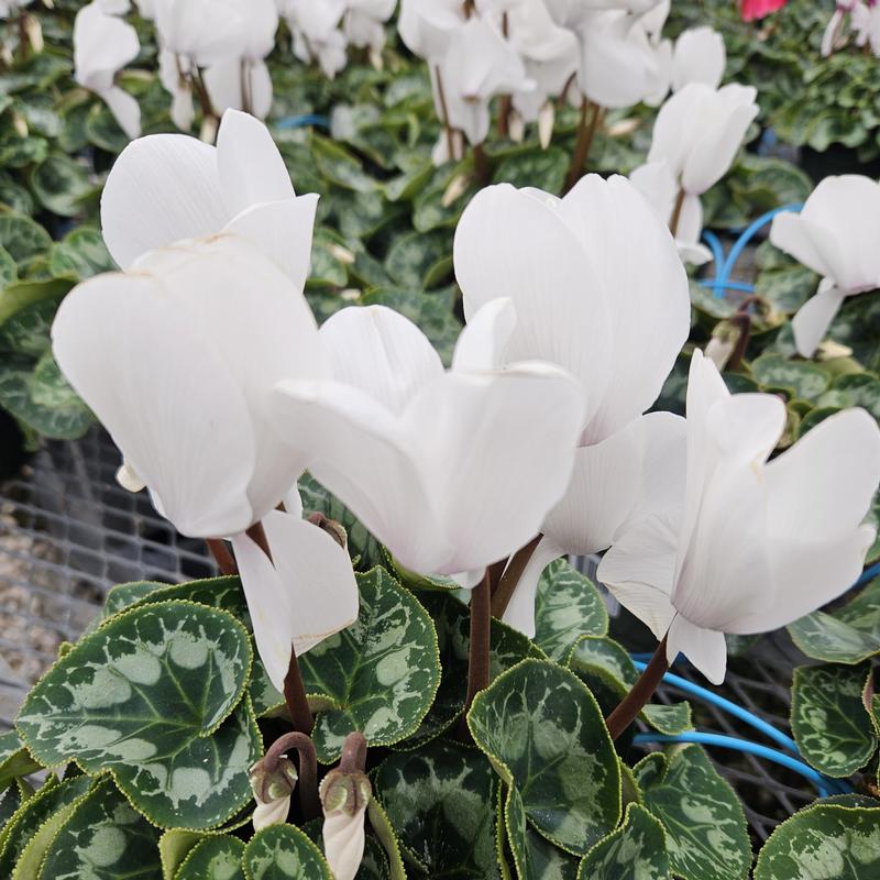 Cyclamen 'White' - Cyclamen from Hillcrest Nursery