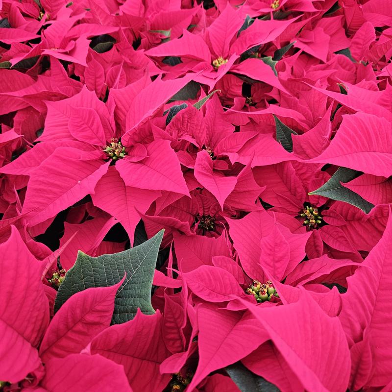 Euphorbia pulcherrima 'Holly Berry' - Poinsettia from Hillcrest Nursery