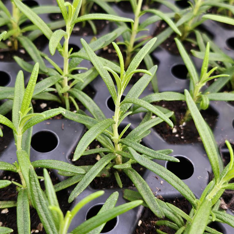 Rosmarinus officinalis 'Perigord' - Rosemary from Hillcrest Nursery