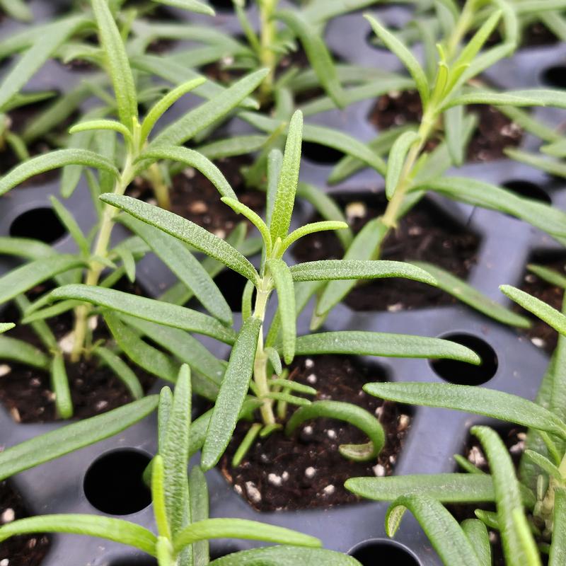 Rosmarinus officinalis 'Speedy' - Rosemary from Hillcrest Nursery