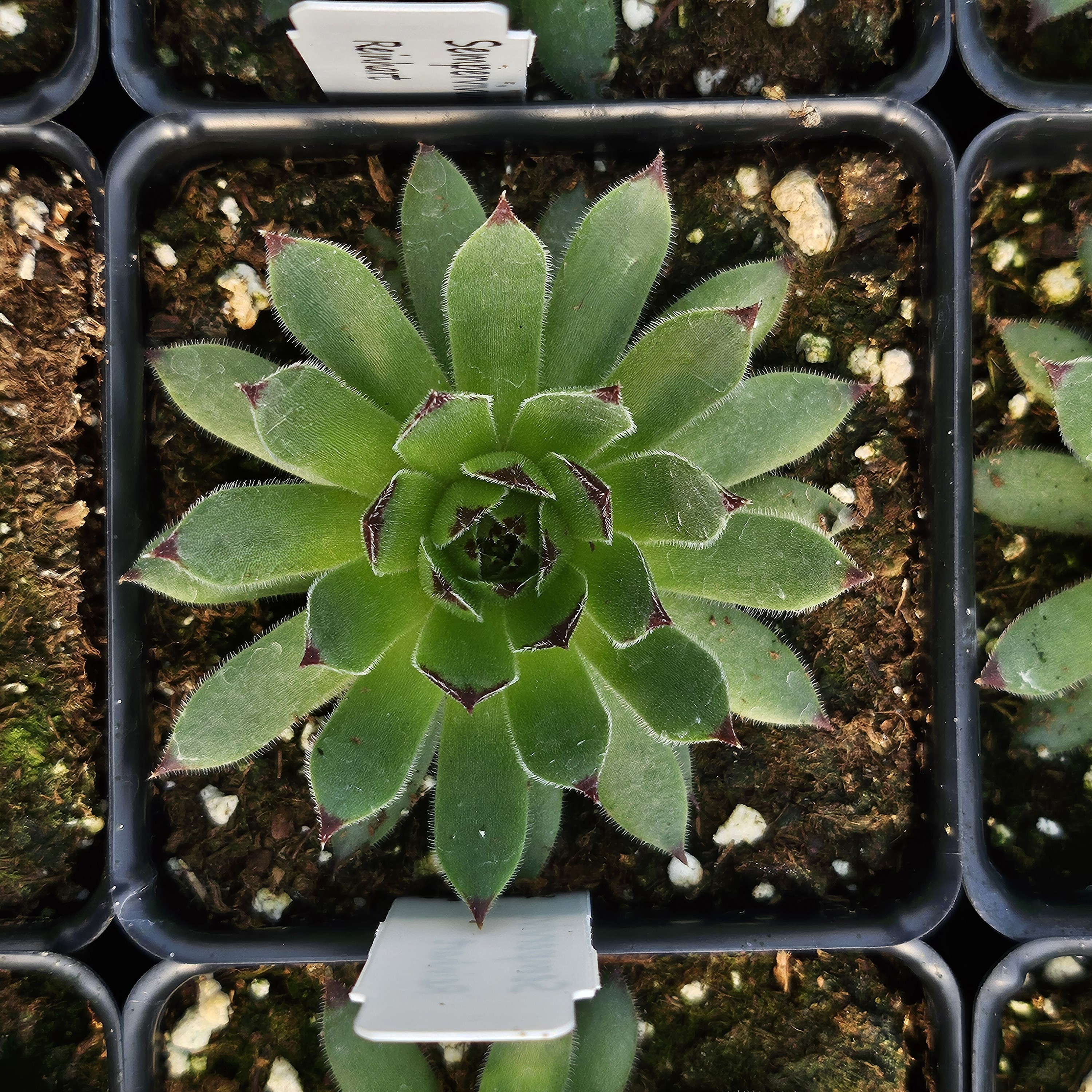 Sempervivum 'Reinhart' - Hens and Chicks from Hillcrest Nursery