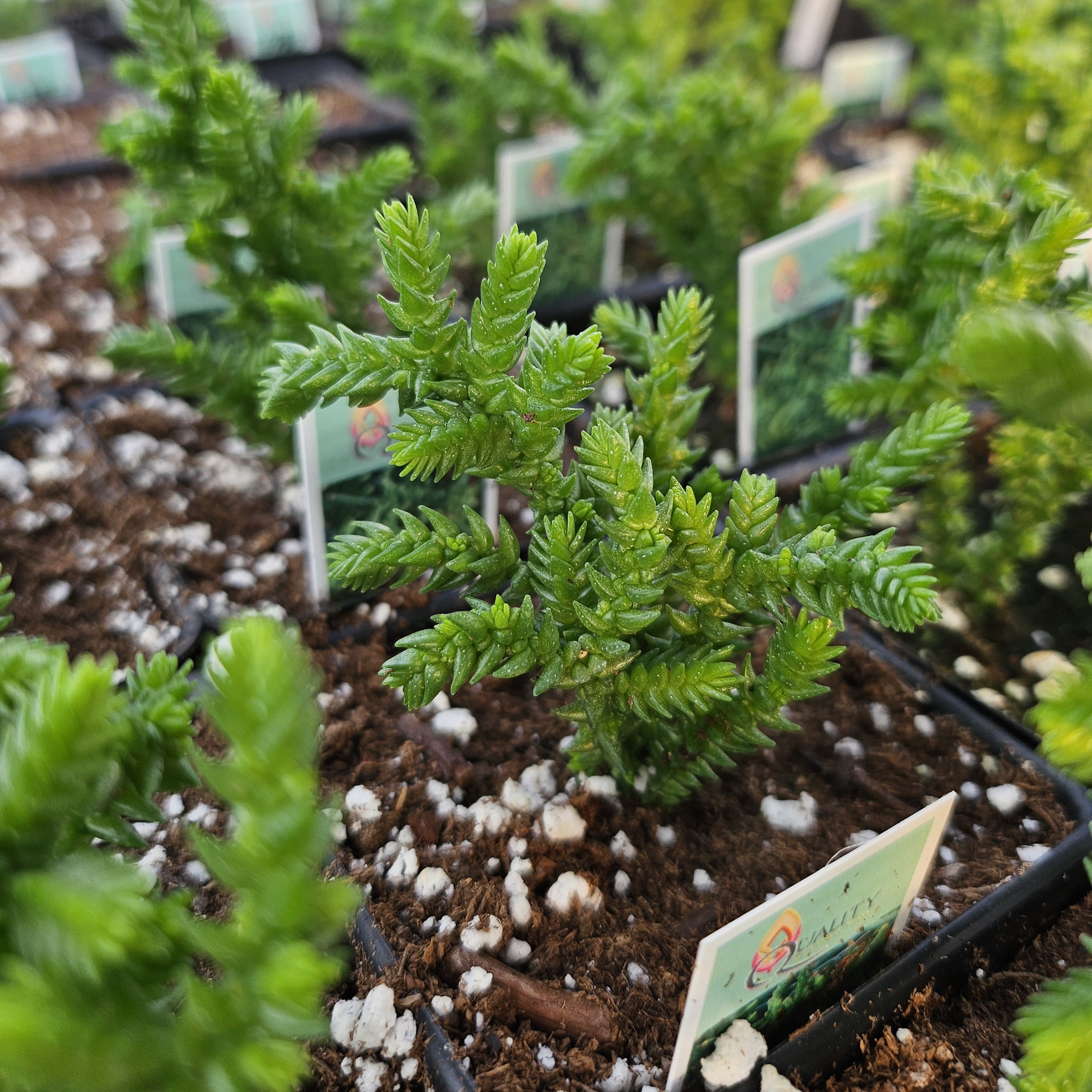 Crassula lycopodioides - Watch Chain from Hillcrest Nursery