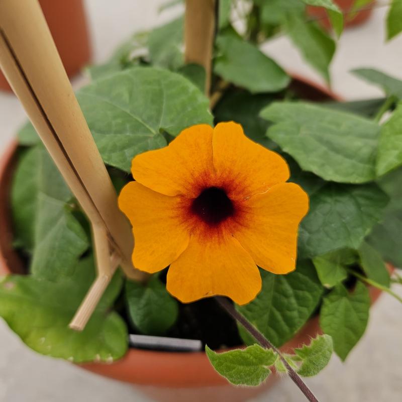 Thunbergia alata Tower Power 'Dark Orange' - Thunbergia from Hillcrest Nursery